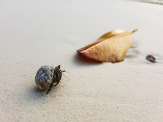The journey of Hermit Crab.