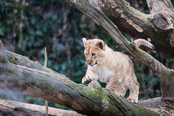 Lion