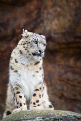 Snow leopard