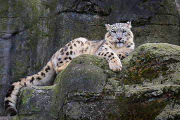 Snow leopard