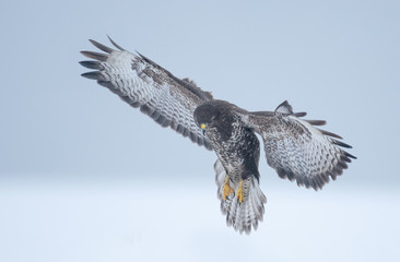 Common buzzard (Buteo buteo)