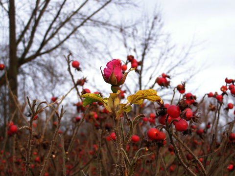 Roseship