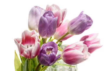 tulips flowers bouquet white background