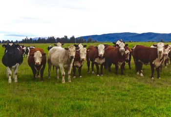 Fototapeta na wymiar Cows in New Zealand