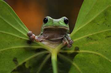 Leaf Frog