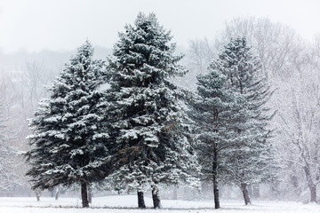 Pine Trees Snow