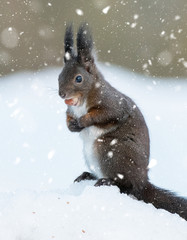 Red Squirrel (Sciurus vulgaris)