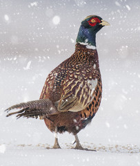Ringneck Pheasant (Phasianus colchicus)