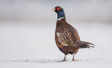 Ringneck Pheasant (Phasianus colchicus)