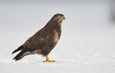 common buzzard