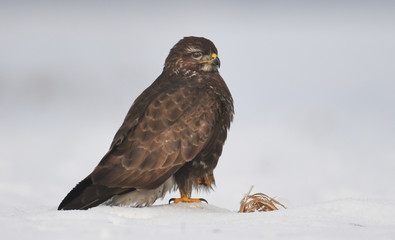 common buzzard