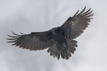 Common Raven (Corvus corax)