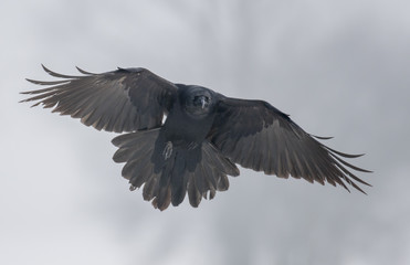Common Raven (Corvus corax)