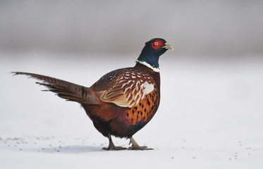 Ringneck Pheasant (Phasianus colchicus)