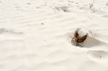 Coconut covered with fine sand
