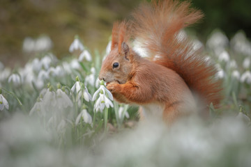 Cute squirrel in spring
