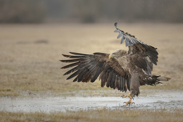 White-tailed eagle landing near water