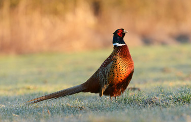 Ringneck Pheasant (Phasianus colchicus)