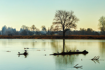 Morning at the Danube river with ducks and other birds.