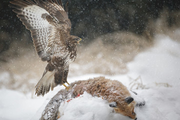 A common buzzard with his wings up