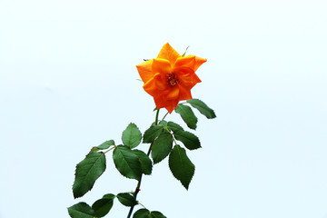 Blooming orange tea rose with green leaves and stalk on a white background.
