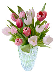 tulips in vase isolated