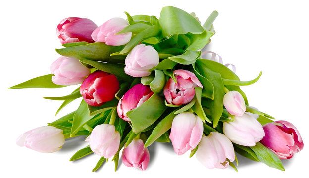 pink tulips bouquet lying