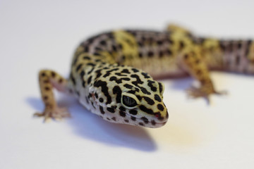 Lizard Eublepharis spotted leopard