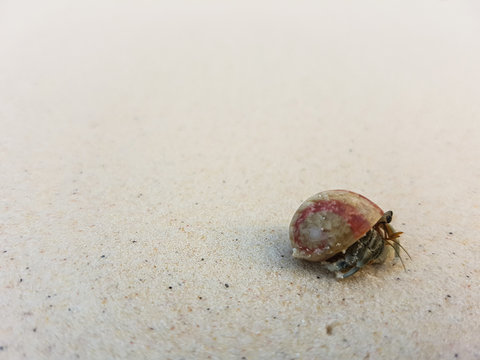 A journey of Hermit Crab in the beach.