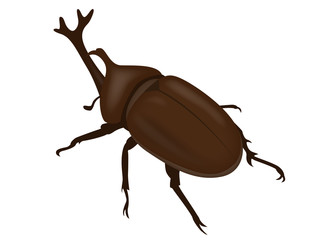 カブトムシ