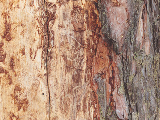 The pine bark. Texture