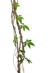 Wild morning gloy leaves climbing on twisted jungle liana isolated on white background, clipping path included