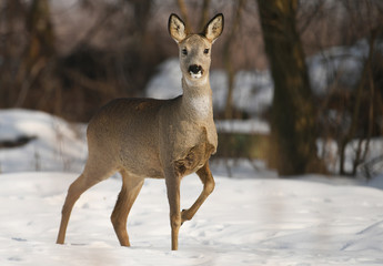 Roe deer