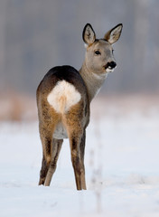 Roe deer