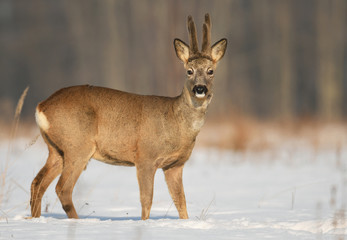 Roe deer