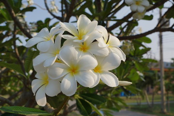 Obraz na płótnie Canvas Blossom plumeria flower.