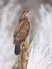 Common buzzard