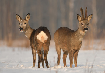 Roe deer