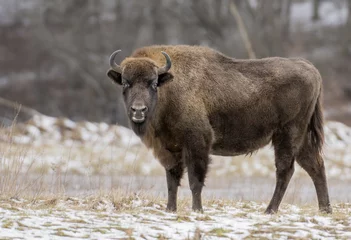 Foto op Canvas Europese bizon (Bison bonaus) © Piotr Krzeslak