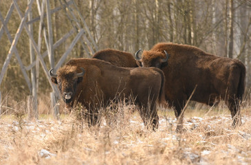 European bison (bison bonaus)