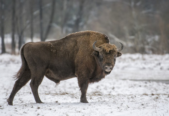 European bison (Bison bonasus) © Piotr Krzeslak