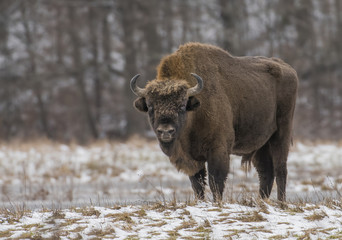 European bison (bison bonaus) © Piotr Krzeslak