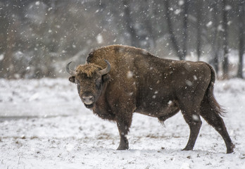 European bison (Bison bonasus) © Piotr Krzeslak