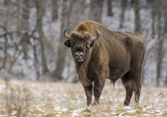 European bison (Bison bonaus) © Piotr Krzeslak