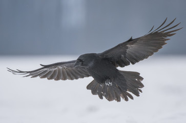 Common Raven (Corvus corax)