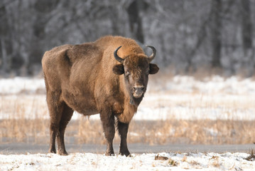 European bisons (Bison bonasus) © Piotr Krzeslak