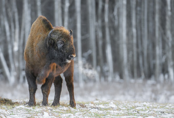 European bisons (Bison bonasus)