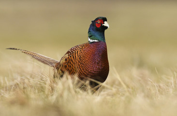 Ringneck Pheasant (Phasianus colchicus)