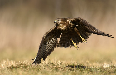 Common buzzard (Buteo buteo)