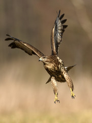 Common buzzard (Buteo buteo)
